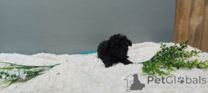 Photo №3. Vendu. Merci de votre intérêt Veuillez contacter WhatsApp Business 447450021323. La finlande