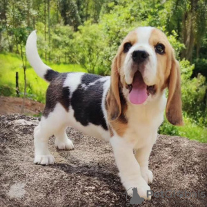 Photos supplémentaires: Deux magnifiques chiots beagle à vendre