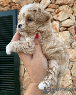 Photo №3. Theo prouve que l'amour tient parfaitement dans quatre petites pattes. Pays Bas