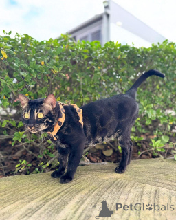 Photo №2 de l'annonce № 152947 de la vente bengal - acheter à La finlande annonce privée