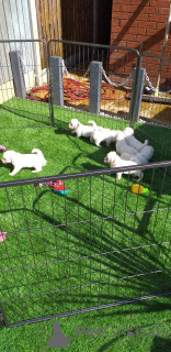 Photo №3. Chiots Bichon Frise.. Suède