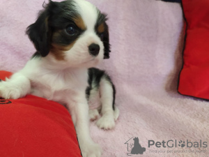 Photo №1. cavalier king charles spaniel - à vendre en ville de Minsk | 799€ | Annonce №9771