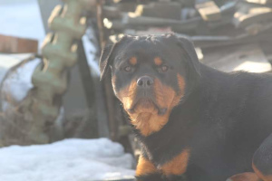 Photo №1. rottweiler - à vendre en ville de Penza | Négocié | Annonce №5847