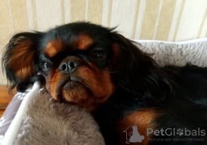 Photo №2 de l'annonce № 70233 de la vente cavalier king charles spaniel - acheter à Biélorussie annonce privée