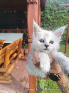 Photo №1. maine coon - à vendre en ville de Zamość | 5000€ | Annonce № 110384