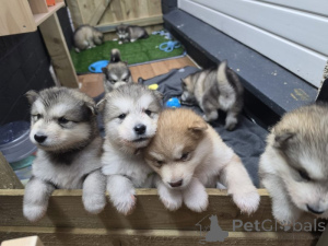 Photo №1. malamute de l'alaska - à vendre en ville de Fristad | négocié | Annonce №169699