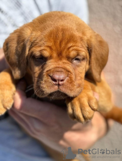 Photo №4. Je vais vendre dogue de bordeaux en ville de Smederevo. annonce privée - prix - négocié