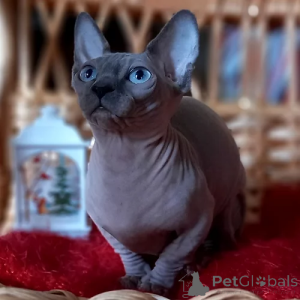 Photo №4. Je vais vendre sphynx en ville de Берлинген. annonce privée - prix - négocié