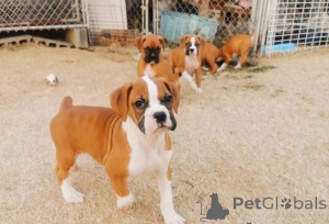 Photo №3. Chiots Boxers. Allemagne