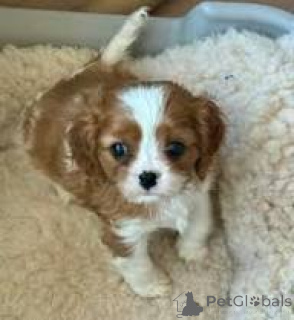 Photo №2 de l'annonce № 164754 de la vente cavalier king charles spaniel - acheter à France annonce privée, éleveur