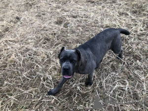 Photos supplémentaires: Élite Cane Corso