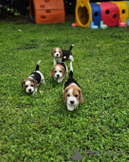 Photos supplémentaires: Beaux chiots beagle tricolores.