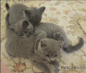 Photo №1. british shorthair - à vendre en ville de Tongeren | Gratuit | Annonce № 128890