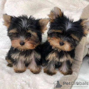 Photo №1. yorkshire terrier - à vendre en ville de Sydney | négocié | Annonce №84710