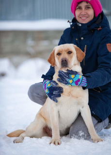 Photo №1. labrador retriever - à vendre en ville de Chelyabinsk | 1452€ | Annonce №4490