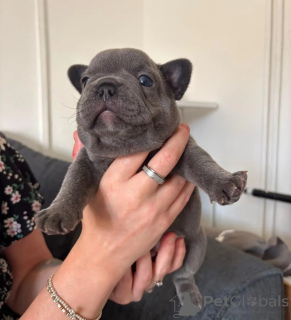 Photo №1. bouledogue - à vendre en ville de Palerme | 400€ | Annonce №174343
