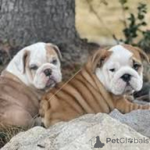 Photo №2 de l'annonce № 165437 de la vente bulldog anglais - acheter à L'Autriche annonce privée, éleveur