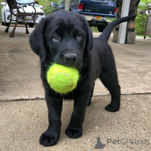 Photo №1. labrador retriever - à vendre en ville de Delsbo | 1000€ | Annonce №168427