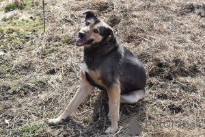 Photo №3. Le chien du chien attend des propriétaires aimants.. Fédération de Russie