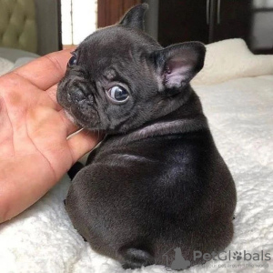 Photo №2 de l'annonce № 82919 de la vente bouledogue - acheter à La Lettonie annonce privée