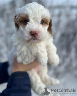 Photo №2 de l'annonce № 121592 de la vente labradoodle - acheter à La Grande-Bretagne de l'abri