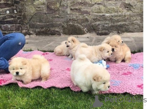 Photo №1. chow-chow - à vendre en ville de Bremervörde | 350€ | Annonce №171440