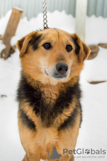 Photo №1. chien bâtard - à vendre en ville de Perm | Gratuit | Annonce №9039