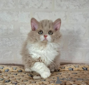 Photo №1. selkirk rex à poil ras - à vendre en ville de Geafrees | 350€ | Annonce № 177607