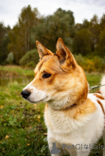 Photo №4. Je vais vendre chien bâtard en ville de Москва. annonce privée - prix - Gratuit