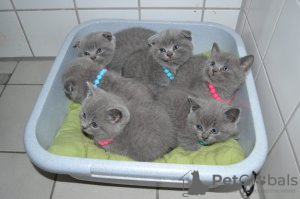 Photo №2 de l'annonce № 133208 de la vente british shorthair - acheter à Belgique annonce privée