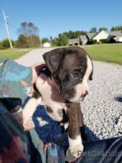 Photo №3. Beaux chiots Boxer à vendre.. La Grande-Bretagne