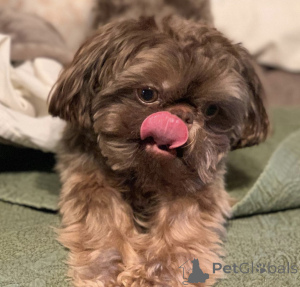 Photo №2 de l'annonce № 142824 de la vente shih tzu - acheter à Allemagne annonce privée