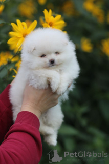 Photo №1. spitz nain - à vendre en ville de Minsk | 219€ | Annonce №174444