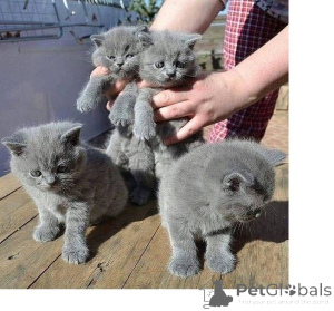 Photo №1. british shorthair - à vendre en ville de Appenzell | 350€ | Annonce № 169315