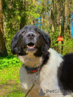 Photo №1. chien bâtard - à vendre en ville de Москва | Gratuit | Annonce №103503