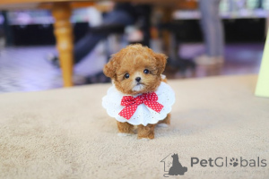 Photo №3. Chiots caniche tasse de thé pour adoption et rehoming.whatsapp1 (728) 217-5659. La croatie