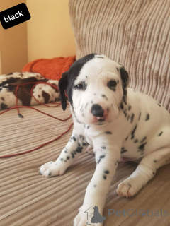 Photo №1. dalmatien - à vendre en ville de Kvistofta | 1200€ | Annonce №168268