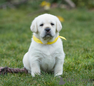 Photos supplémentaires: Piękne szczenięta labradora retrievera