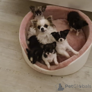 Photo №2 de l'annonce № 146087 de la vente chien bâtard - acheter à Allemagne annonce privée