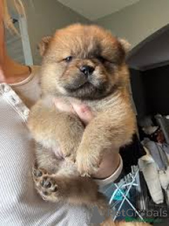 Photo №3. Chow-Chow-Welpen pour la vente. France