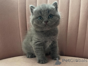 Photo №1. british longhair - à vendre en ville de Donzdorf | 350€ | Annonce № 169549