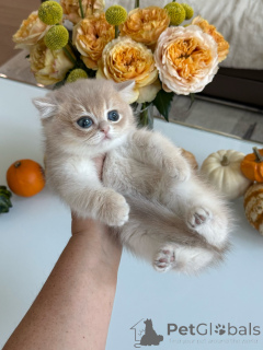 Photo №1. british shorthair - à vendre en ville de Zürich | négocié | Annonce № 178098
