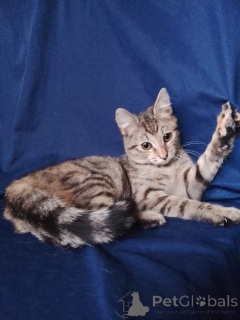 Photo №4. Je vais vendre  en ville de Rivière moscou. annonce privée - prix - Gratuit