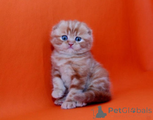 Photo №2 de l'annonce № 93600 de la vente scottish fold - acheter à Allemagne annonce privée, éleveur