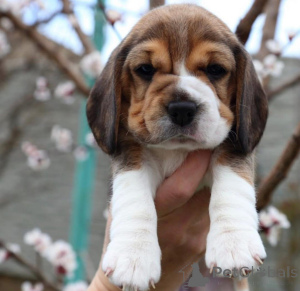 Photo №3. Chiots Beagle mâles et femelles exceptionnels pour les foyers aimant les animaux. Allemagne