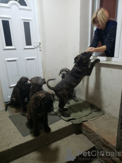 Photo №4. Je vais vendre cane corso en ville de Belgrade. annonce privée - prix - Gratuit