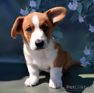 Photo №1. welsh corgi - à vendre en ville de Руза | 739€ | Annonce №54517