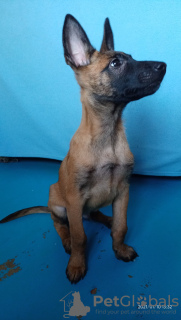 Photo №3. Chiots Malinois. Ukraine