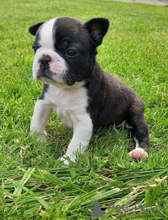 Photo №1. chien bâtard - à vendre en ville de Bamberg | Gratuit | Annonce №117813