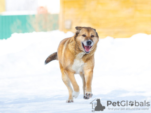 Photo №2 de l'annonce № 32394 de la vente chien bâtard - acheter à Fédération de Russie annonce privée